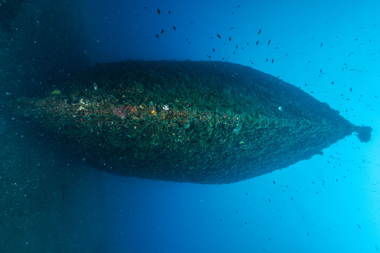 Diving Gelibolu