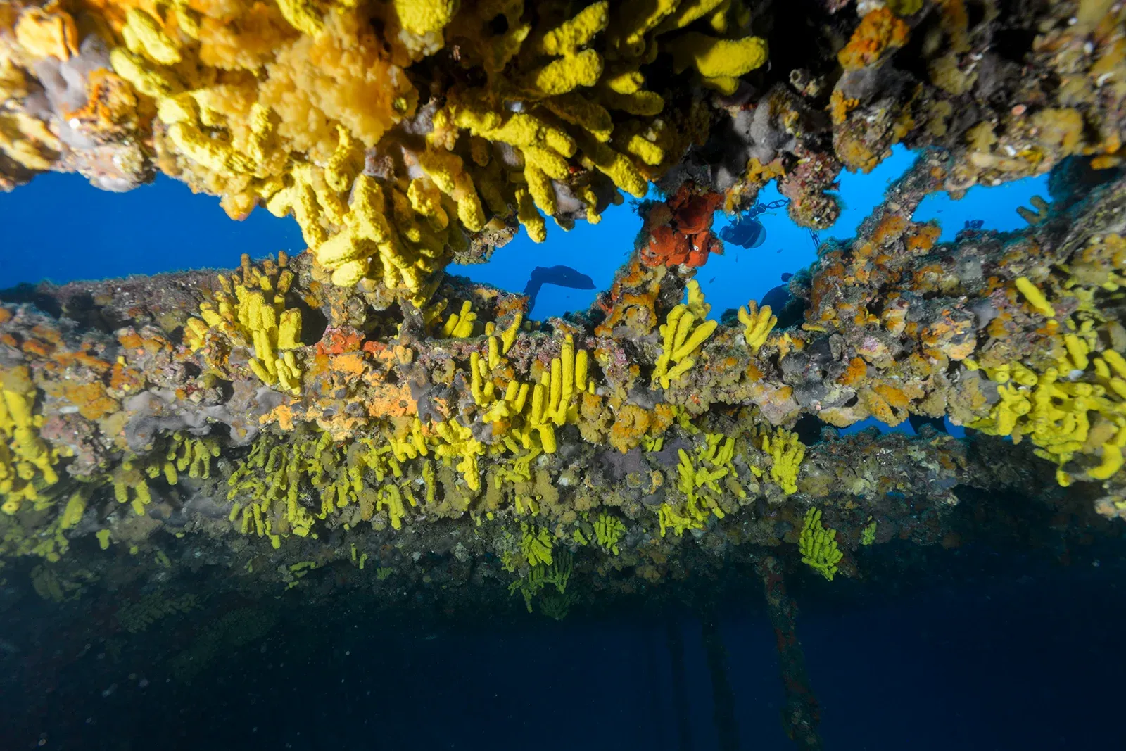 Diving Gelibolu