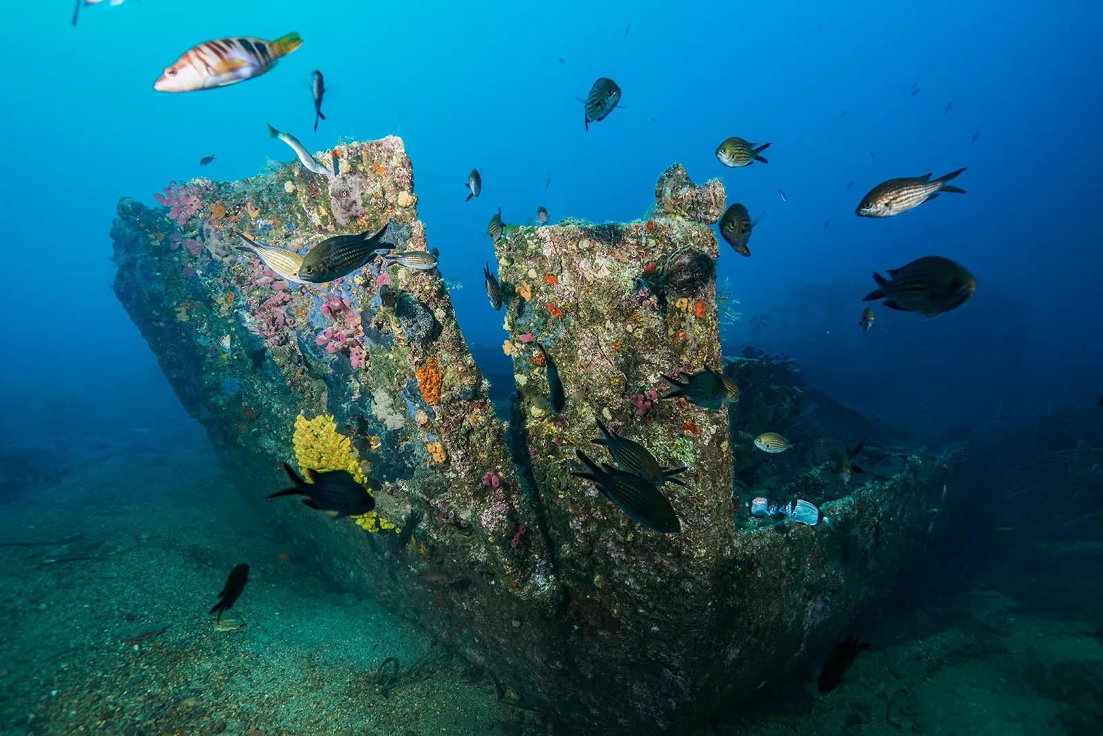 Diving Gelibolu