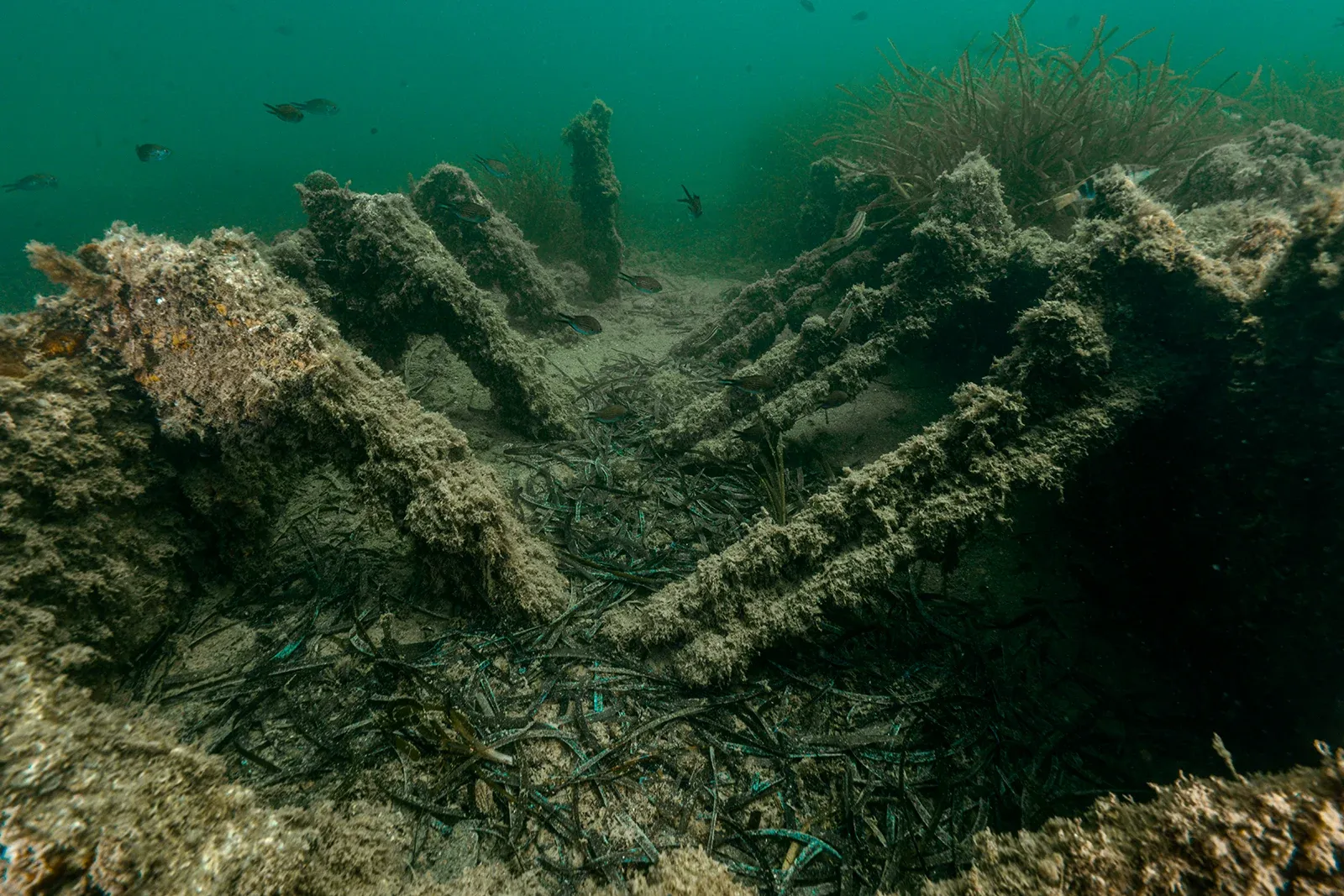 Diving Gelibolu