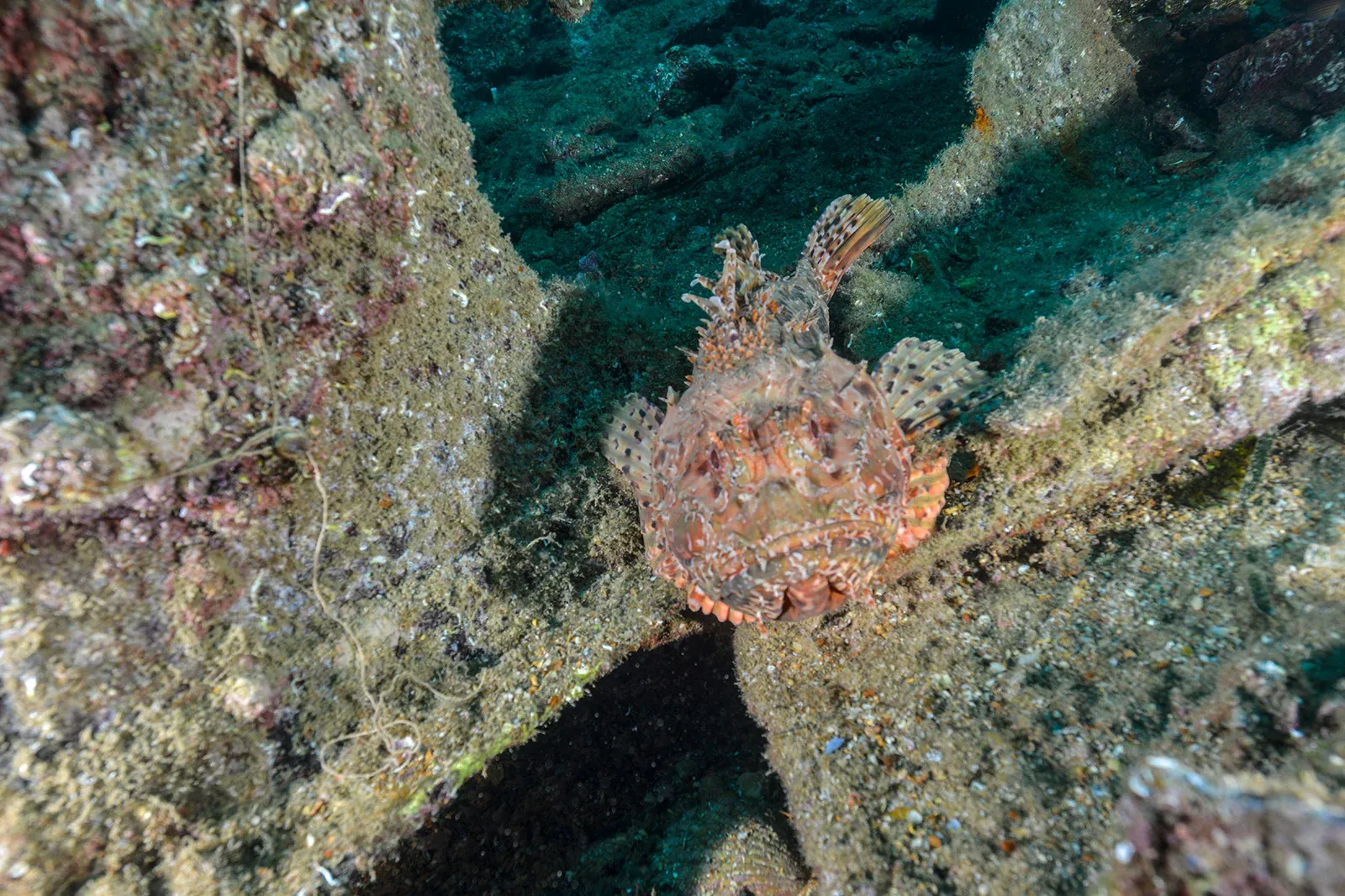 Diving Gelibolu