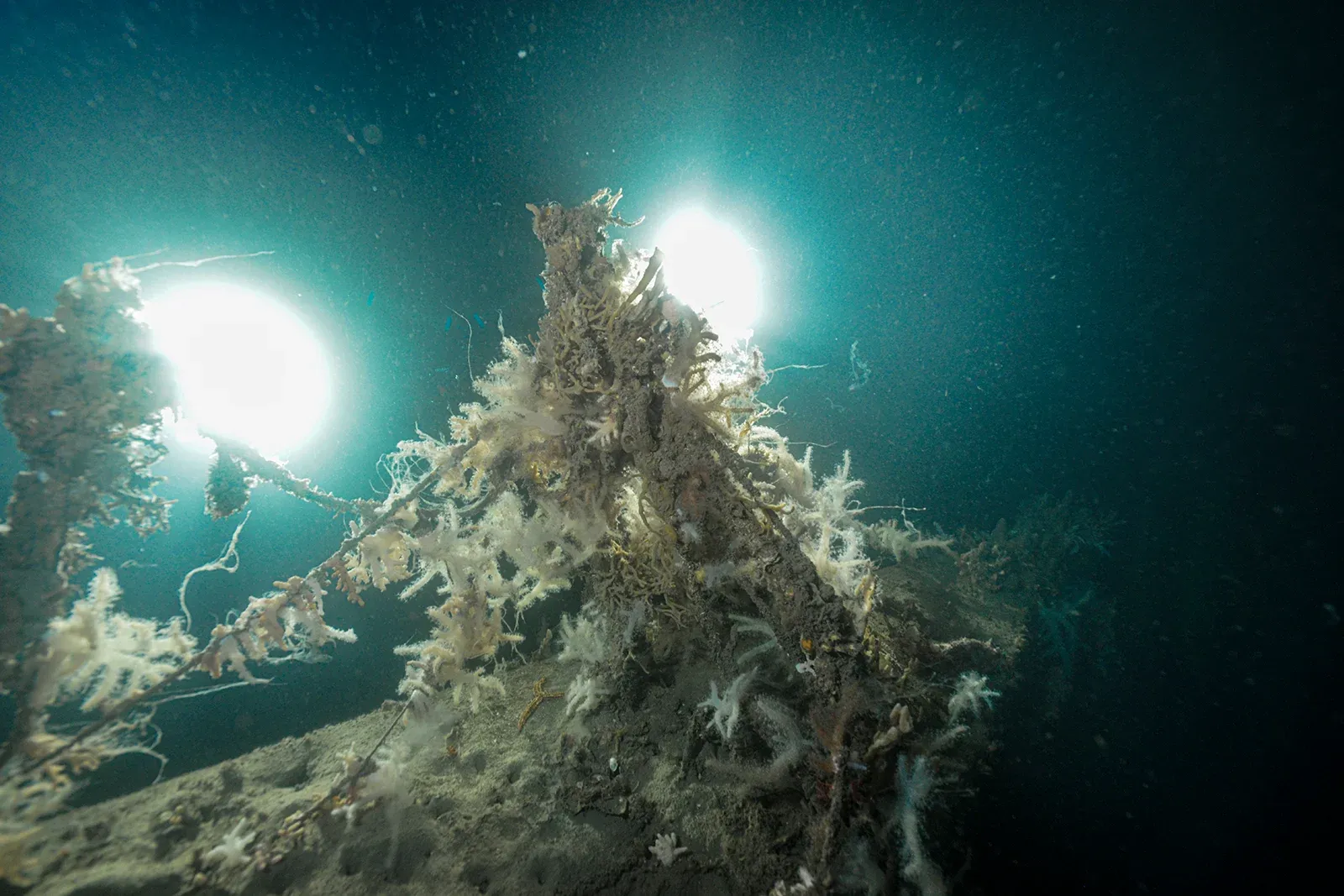 Diving Gelibolu