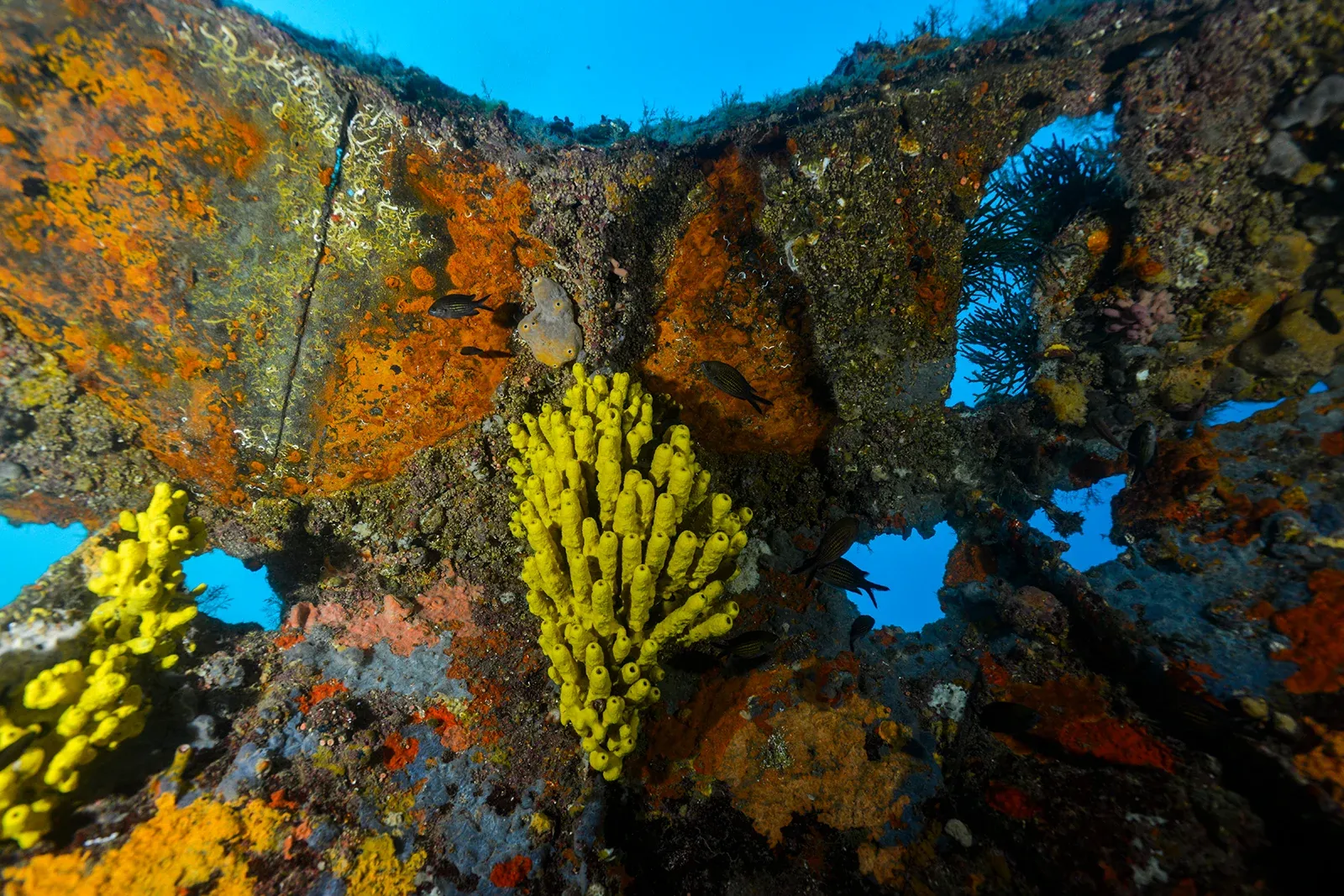 Diving Gelibolu